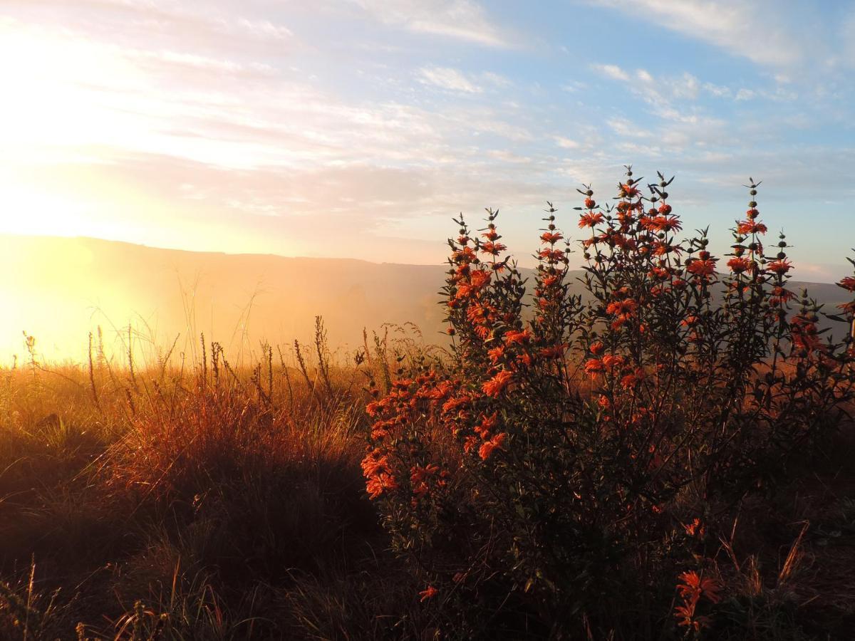 The Aloes Farm - The Studio & The Gallery Apartment Hilton Luaran gambar